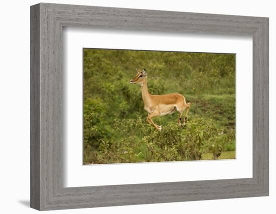 Impala-Mary Ann McDonald-Framed Photographic Print