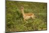 Impala-Mary Ann McDonald-Mounted Photographic Print