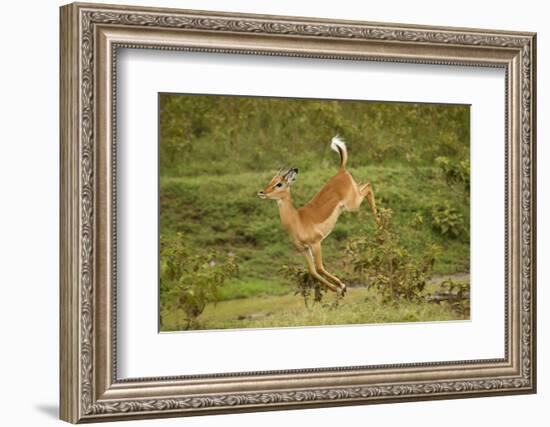 Impala-Mary Ann McDonald-Framed Photographic Print