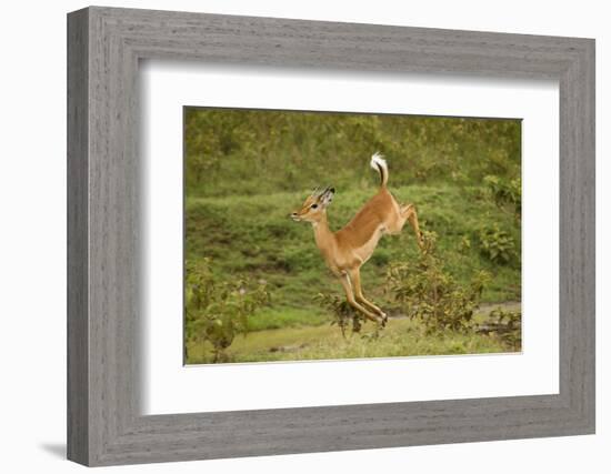 Impala-Mary Ann McDonald-Framed Photographic Print