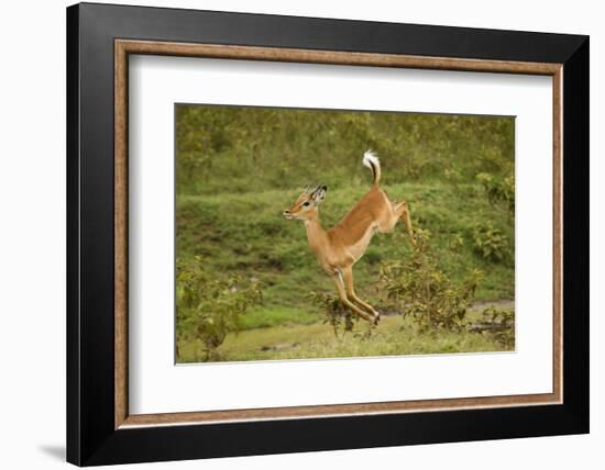 Impala-Mary Ann McDonald-Framed Photographic Print