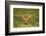 Impala-Mary Ann McDonald-Framed Photographic Print