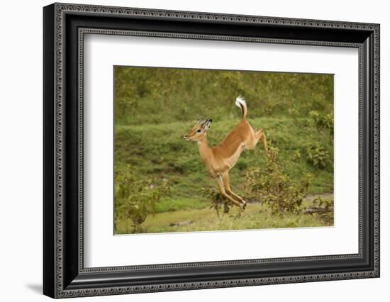 Impala-Mary Ann McDonald-Framed Photographic Print