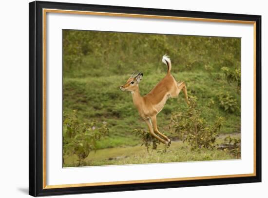 Impala-Mary Ann McDonald-Framed Photographic Print