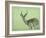 Impala-James W. Johnson-Framed Giclee Print