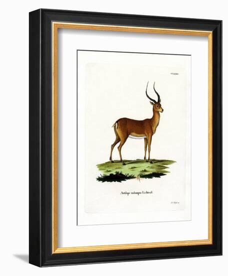 Impala-null-Framed Giclee Print