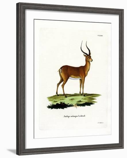 Impala-null-Framed Giclee Print