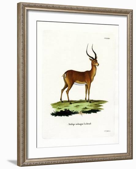 Impala-null-Framed Giclee Print