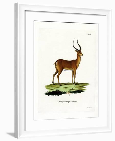 Impala-null-Framed Giclee Print