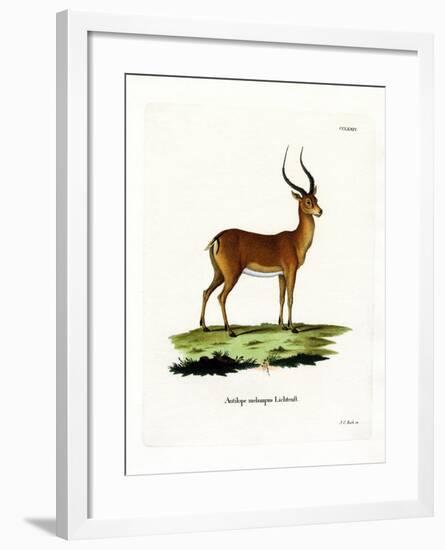 Impala-null-Framed Giclee Print