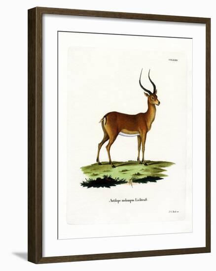 Impala-null-Framed Giclee Print