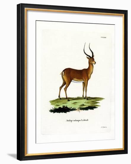 Impala-null-Framed Giclee Print