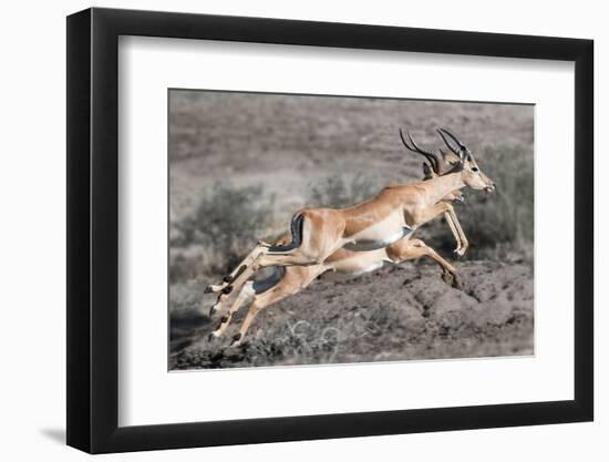 Impala-Scott Bennion-Framed Photo