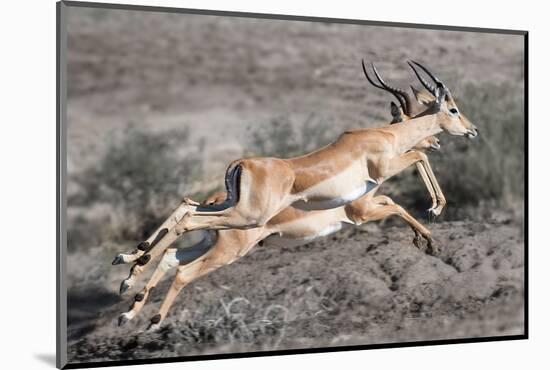 Impala-Scott Bennion-Mounted Photo