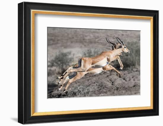 Impala-Scott Bennion-Framed Photo