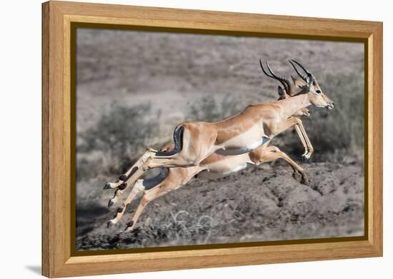 Impala-Scott Bennion-Framed Stretched Canvas