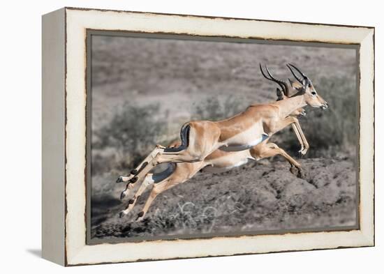 Impala-Scott Bennion-Framed Stretched Canvas