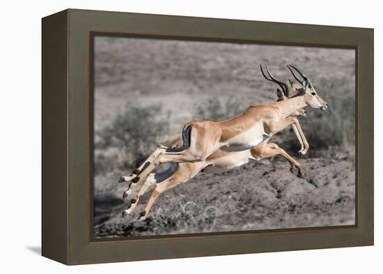 Impala-Scott Bennion-Framed Stretched Canvas