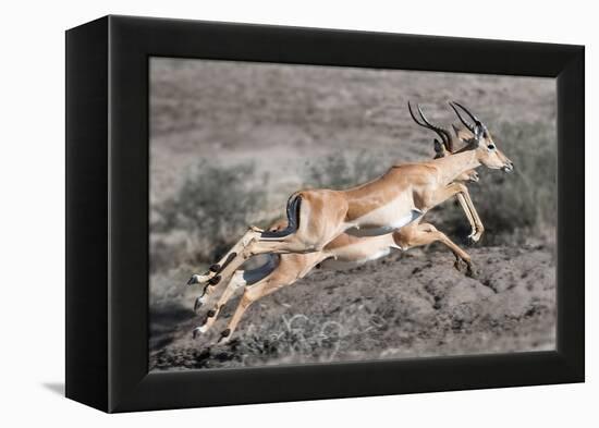Impala-Scott Bennion-Framed Stretched Canvas