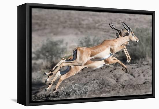 Impala-Scott Bennion-Framed Stretched Canvas