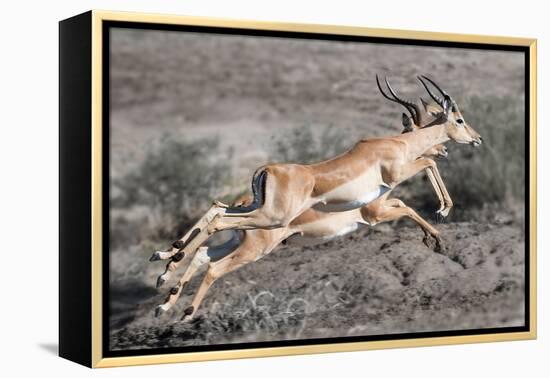 Impala-Scott Bennion-Framed Stretched Canvas