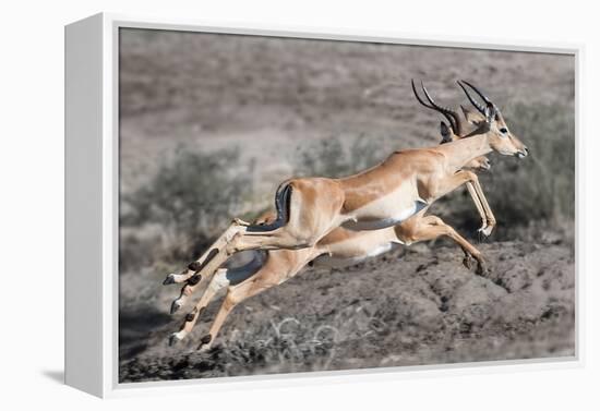 Impala-Scott Bennion-Framed Stretched Canvas