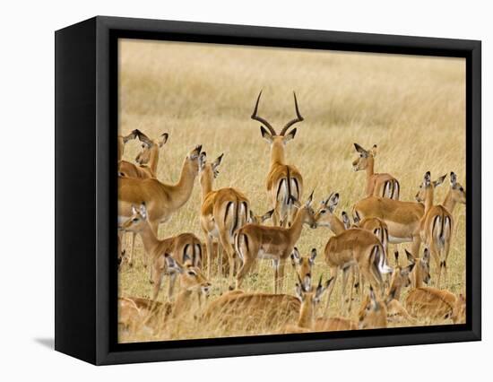 Impalas Roaming the Fields, Maasai Mara, Kenya-Joe Restuccia III-Framed Premier Image Canvas