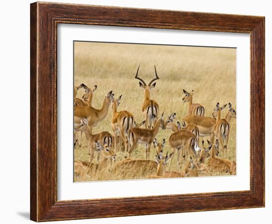 Impalas Roaming the Fields, Maasai Mara, Kenya-Joe Restuccia III-Framed Photographic Print