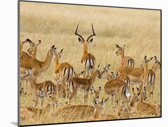 Impalas Roaming the Fields, Maasai Mara, Kenya-Joe Restuccia III-Mounted Photographic Print