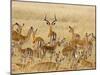 Impalas Roaming the Fields, Maasai Mara, Kenya-Joe Restuccia III-Mounted Photographic Print