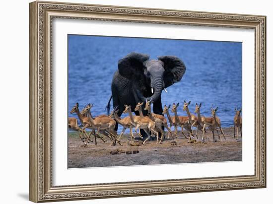 Impalas Running from African Elephant-null-Framed Photographic Print