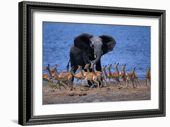 Impalas Running from African Elephant-null-Framed Photographic Print