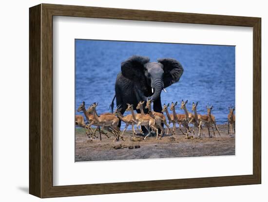 Impalas Running from African Elephant-null-Framed Photographic Print