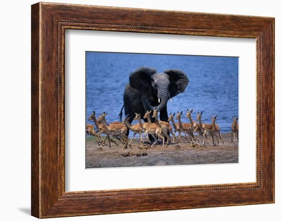 Impalas Running from African Elephant-null-Framed Photographic Print