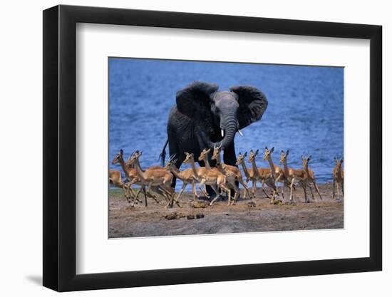 Impalas Running from African Elephant-null-Framed Photographic Print