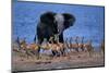 Impalas Running from African Elephant-null-Mounted Photographic Print