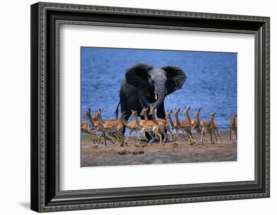 Impalas Running from African Elephant-null-Framed Photographic Print