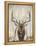 Imperial Bull Elk-Dina Perejogina-Framed Stretched Canvas