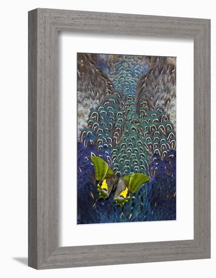 Imperial Butterfly on Breast Feathers of Ring-Necked Pheasant Design-Darrell Gulin-Framed Photographic Print