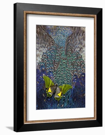 Imperial Butterfly on Breast Feathers of Ring-Necked Pheasant Design-Darrell Gulin-Framed Photographic Print