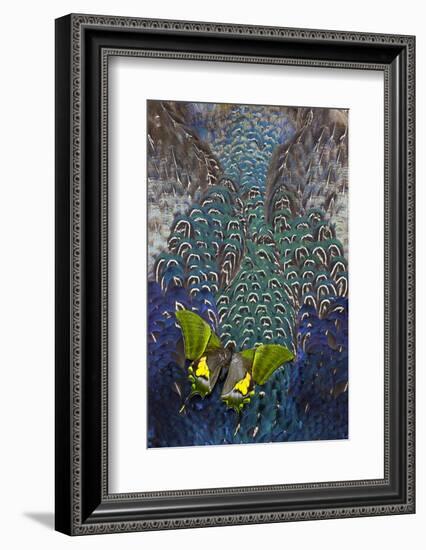 Imperial Butterfly on Breast Feathers of Ring-Necked Pheasant Design-Darrell Gulin-Framed Photographic Print