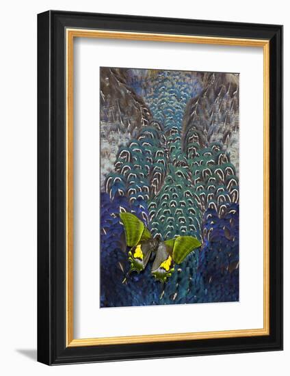 Imperial Butterfly on Breast Feathers of Ring-Necked Pheasant Design-Darrell Gulin-Framed Photographic Print