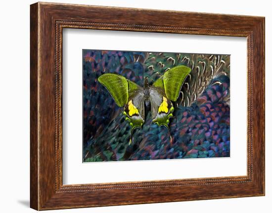 Imperial Butterfly on Breast Feathers of Ring-Necked Pheasant Design-Darrell Gulin-Framed Photographic Print