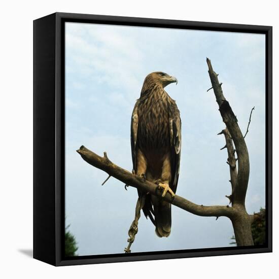 Imperial Eagle Resting on a Branch-Philip Gendreau-Framed Premier Image Canvas