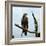 Imperial Eagle Resting on a Branch-Philip Gendreau-Framed Photographic Print