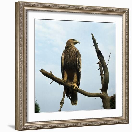 Imperial Eagle Resting on a Branch-Philip Gendreau-Framed Photographic Print