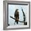 Imperial Eagle Resting on a Branch-Philip Gendreau-Framed Photographic Print