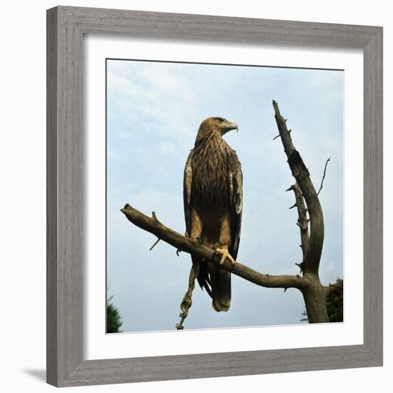 Imperial Eagle Resting on a Branch-Philip Gendreau-Framed Photographic Print