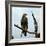 Imperial Eagle Resting on a Branch-Philip Gendreau-Framed Photographic Print