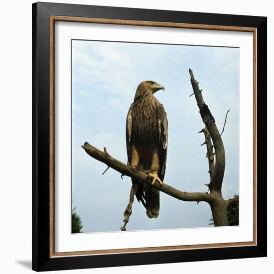 Imperial Eagle Resting on a Branch-Philip Gendreau-Framed Photographic Print